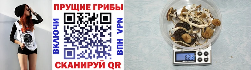 где продают наркотики Прокопьевск Псилоцибиновые грибы Psilocybine cubensis